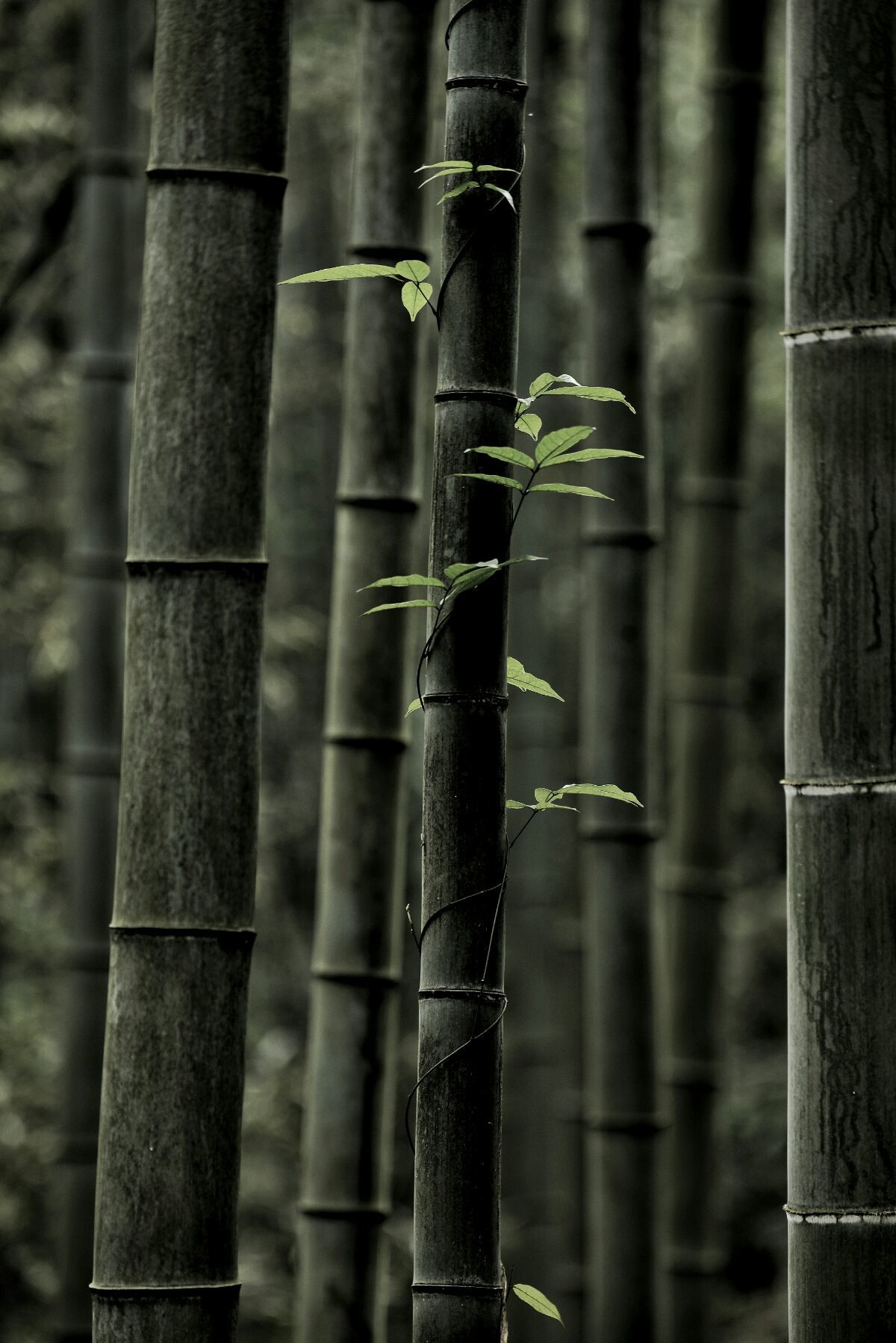 <strong>碳化竹子：從廢棄物到肥沃之源，滋養(yǎng)糯米茁壯成長(zhǎng)</strong>